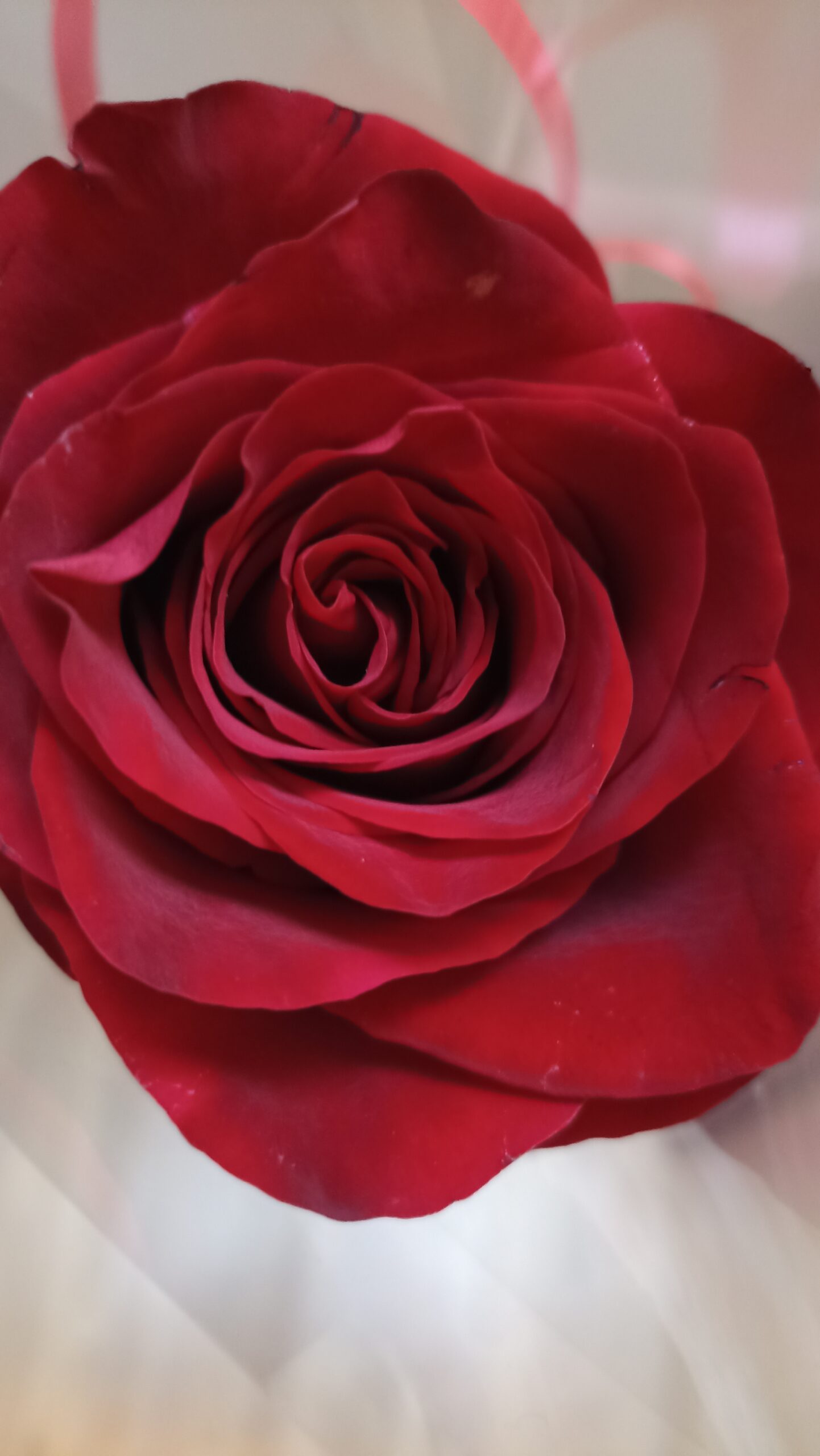 Photo de Jean-Pierre DE MAESSCHALCK