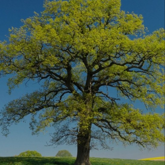 Photo de Jean BERLIOZ