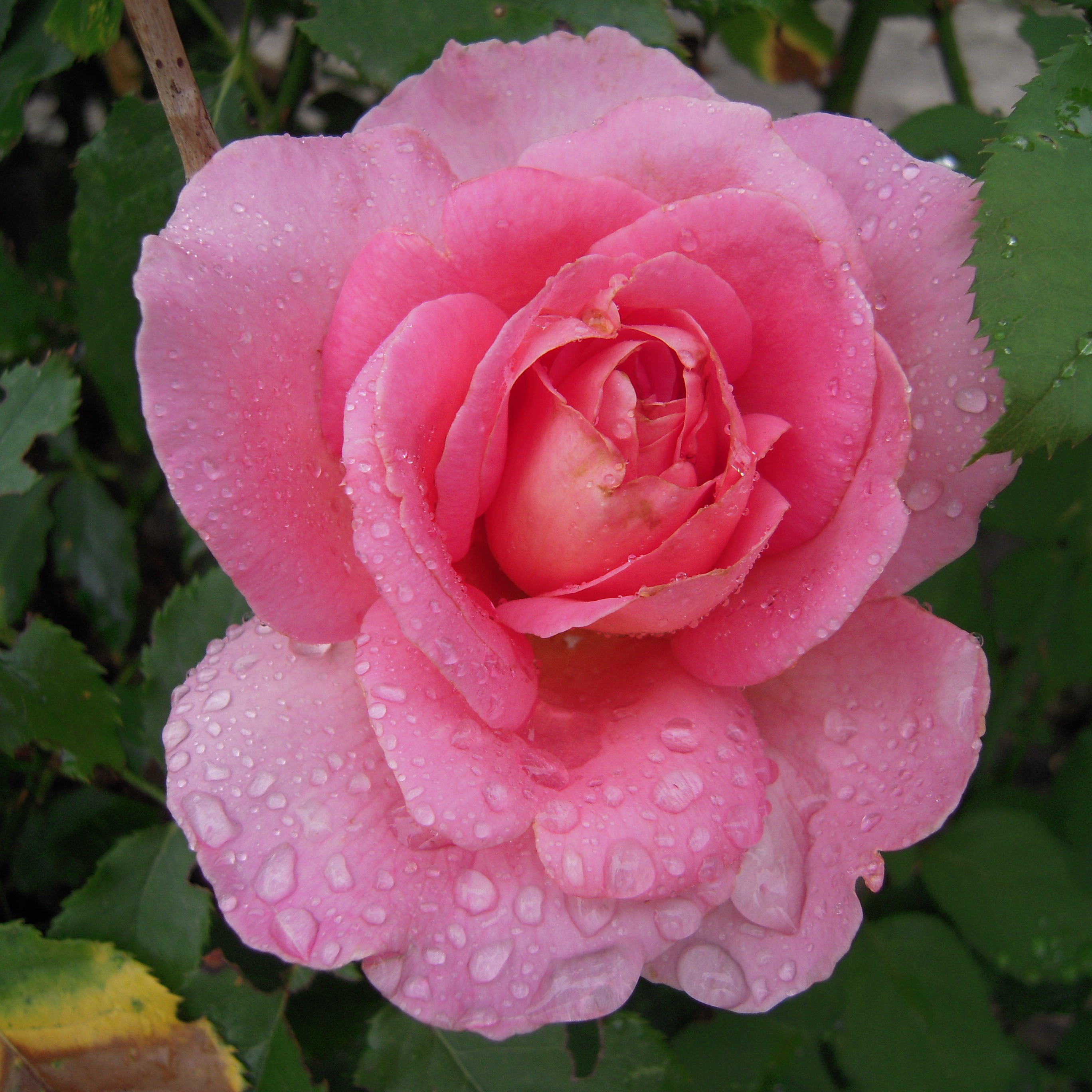 Photo de Marie-Blanche TISSOT