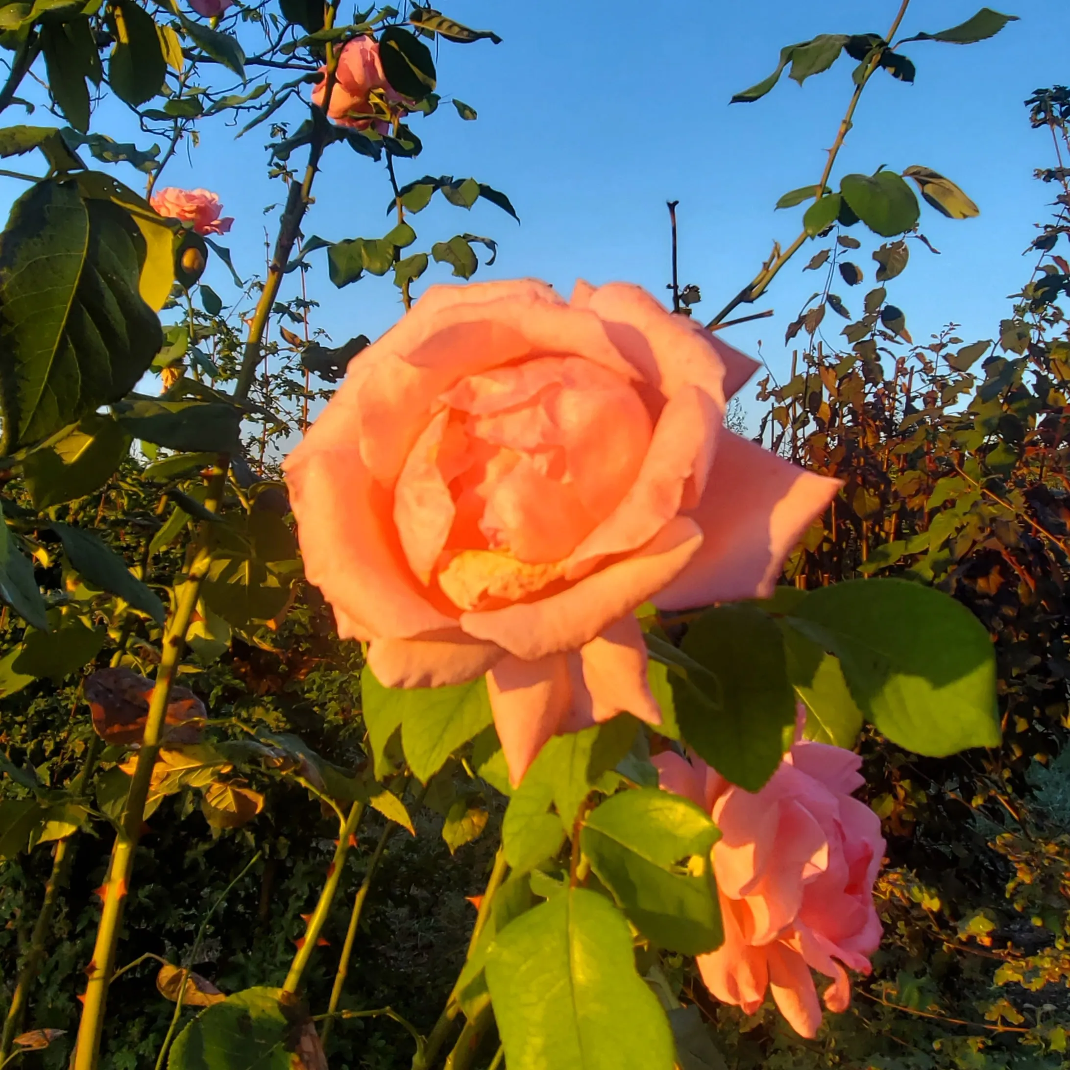 Photo d’Odette PAULOWSKI